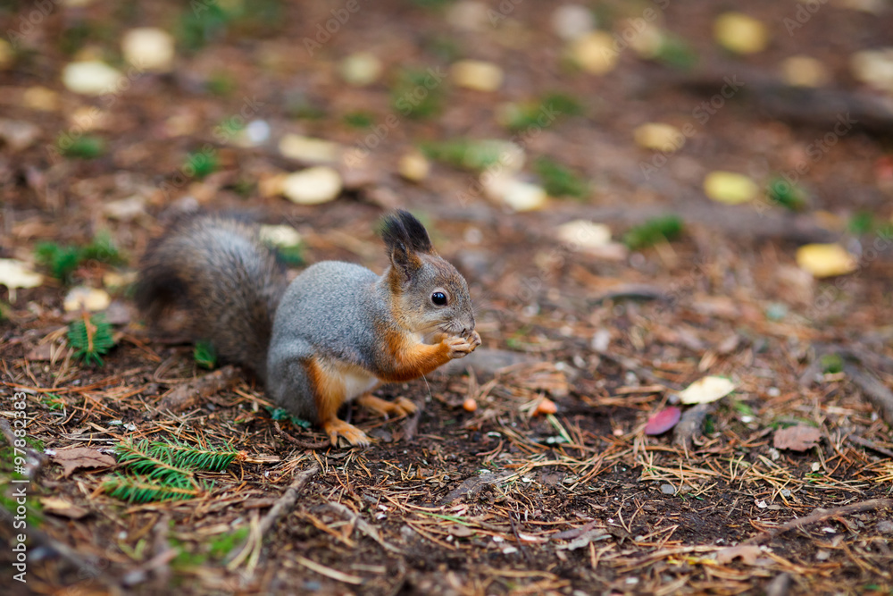 Eurasian red squirrel in the wild Eurasian red squirrel in the wild