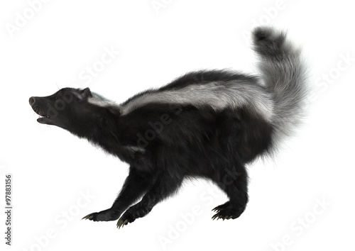 Striped Skunk on White