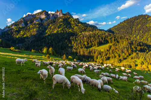 Fototapeta Naklejka Na Ścianę i Meble -  Sheep herd