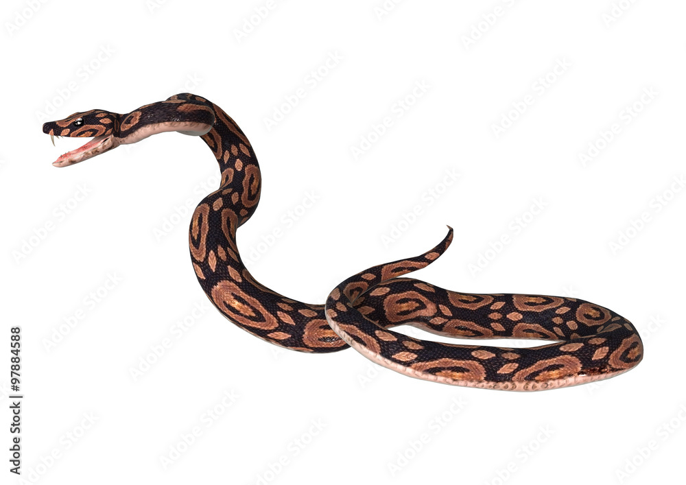 Ball Python on White Ball Python on White