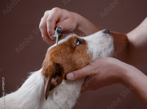 combing her dog Jack Russell Terrier