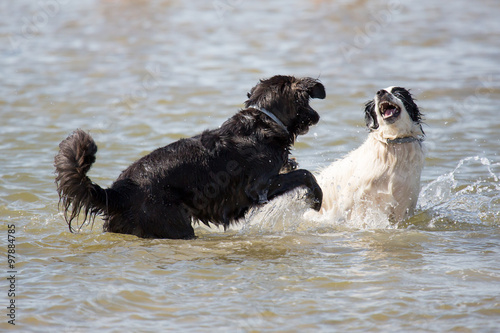 Fototapeta Naklejka Na Ścianę i Meble -  Spielende Hunde am Strand