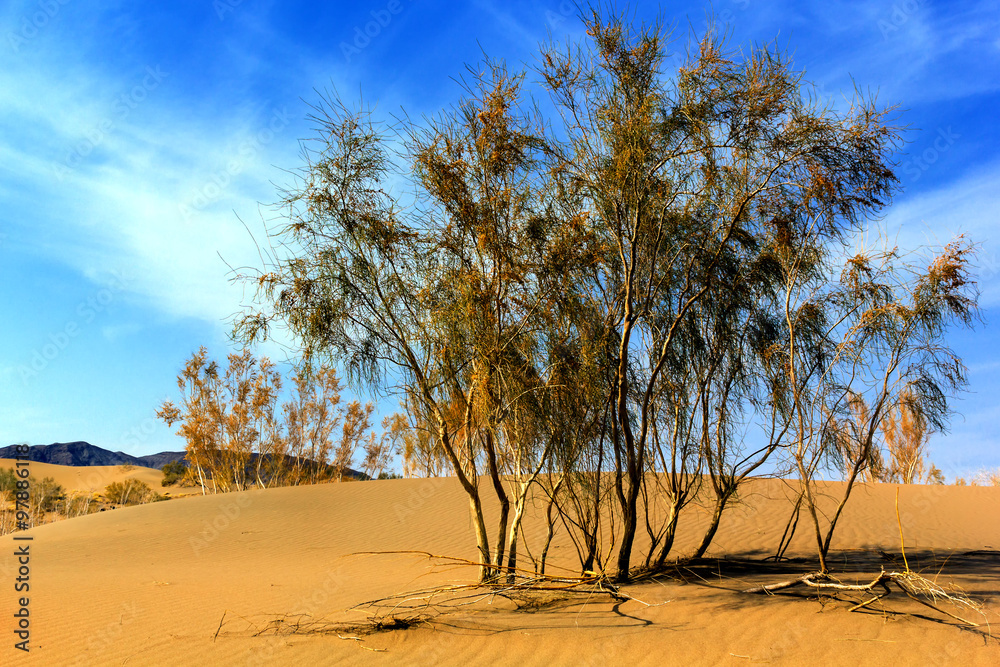 Wild bush in dune desert