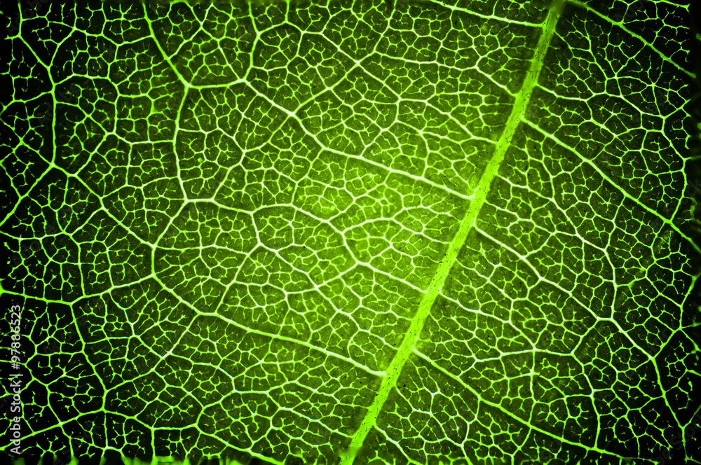 Green leaf macro texture background. Green leaf macro texture background.