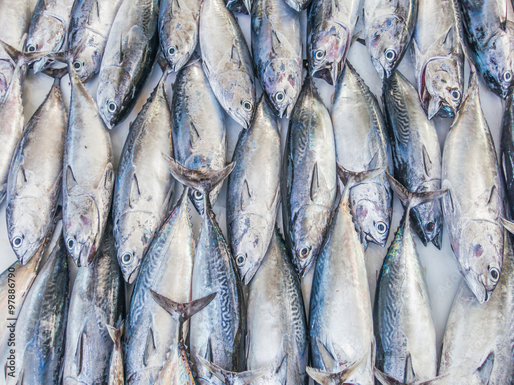 Fototapeta premium Fishes pattern, Tuna pattern