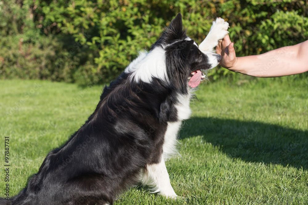 High five with the Border collie