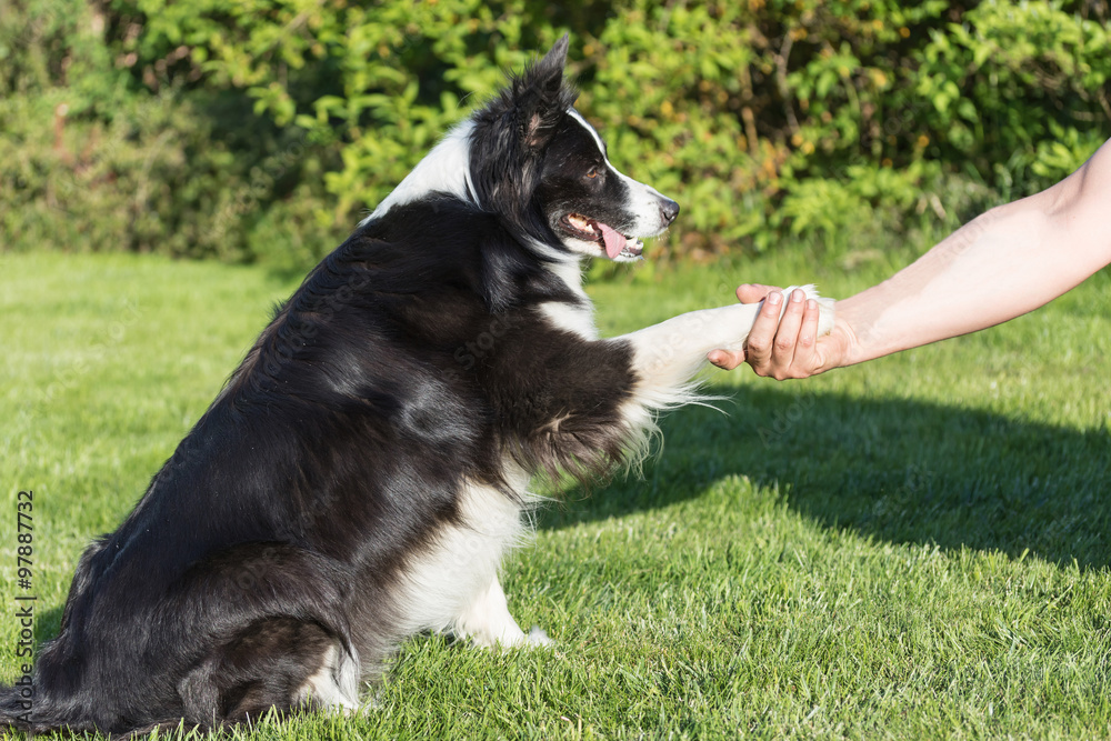 The Border collie is giving paw The Border collie is giving paw