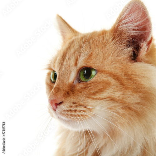 Fluffy red cat isolated on white background, close up