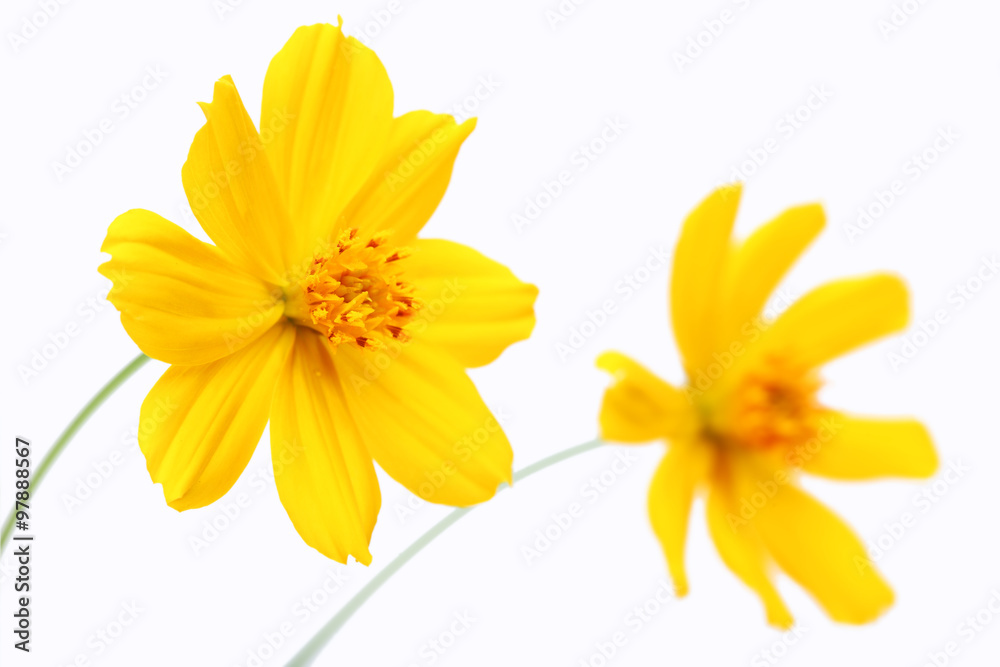 yellow cosmos flower isolated on white background yellow cosmos flower isolated on white background