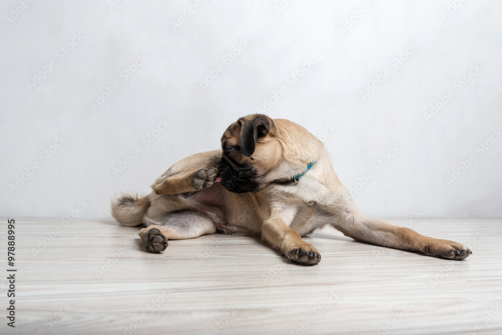 Obraz premium Pug puppy lying on the floor and licks his paw