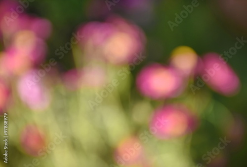 Blurry backgrond of flowers garden scene.