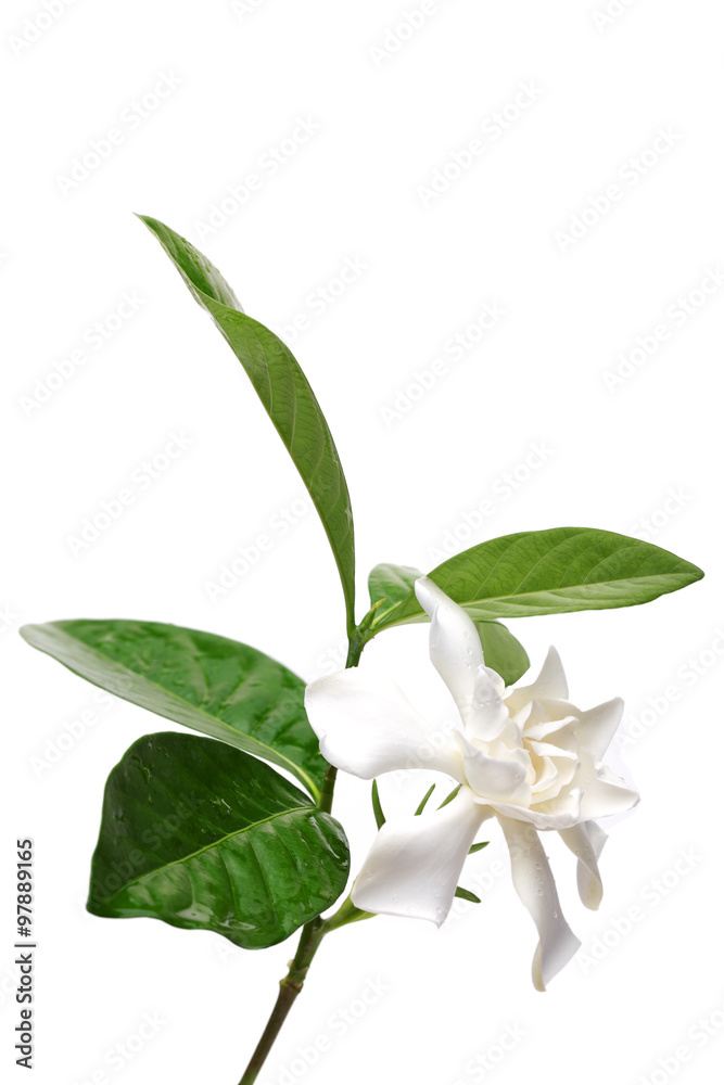Cape Gardenia flower isolated on white background. Cape Gardenia flower isolated on white background.