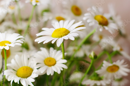 ornamental flowers big white camomile closeup  local soft focus  shallow DOF 