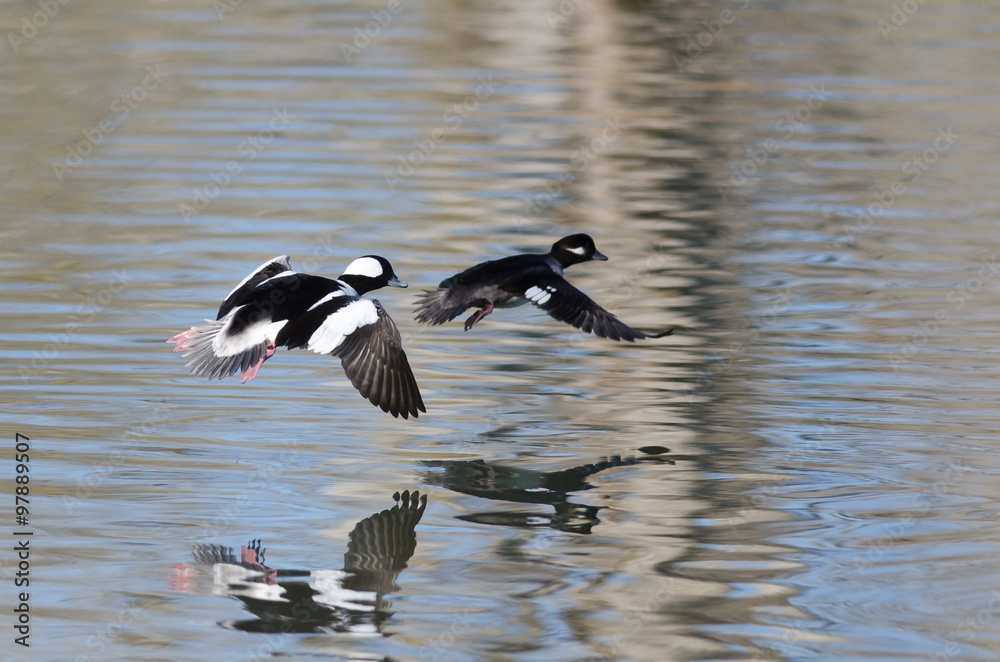 Pair of Bufflehead Ducks Flying Low Over the Still Pond Waters Pair of Bufflehead Ducks Flying Low Over the Still Pond Waters