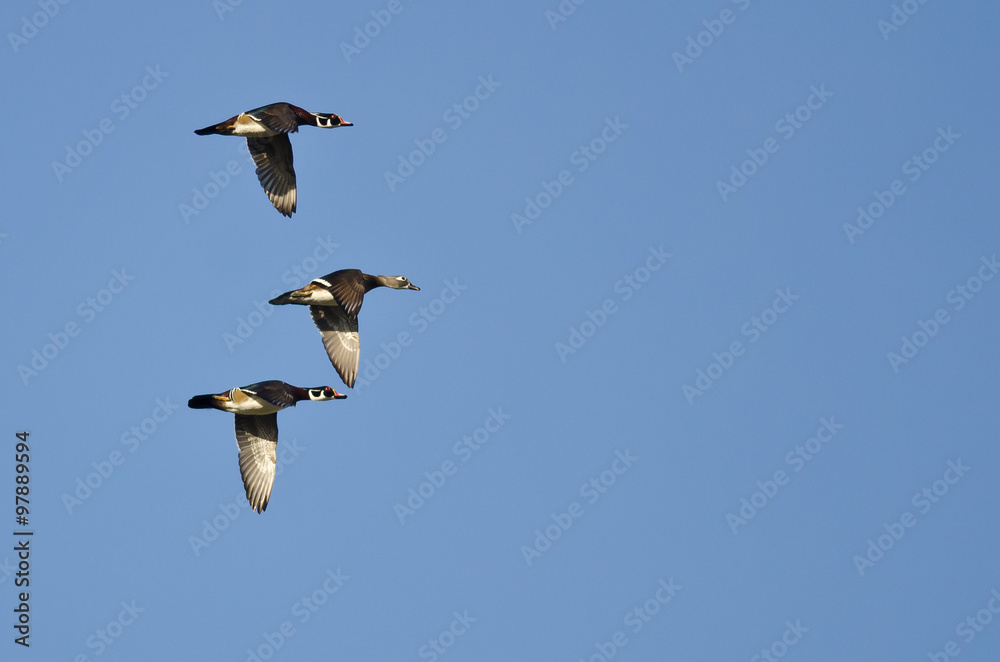 Three Wood Ducks Flying In a Blue Sky Three Wood Ducks Flying In a Blue Sky