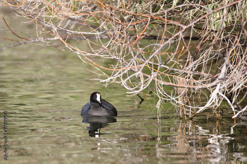 American Coot Resting on the Still Water