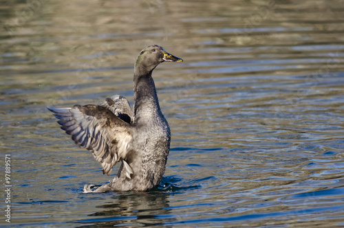 American Black Duck Stretching Its Wings on the Water