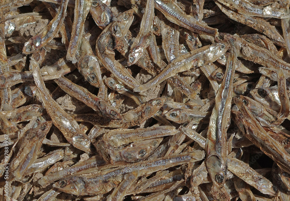 Getrocknete Sardellen auf dem Fischmarkt von Barkha (Oman) Getrocknete Sardellen auf dem Fischmarkt von Barkha (Oman)