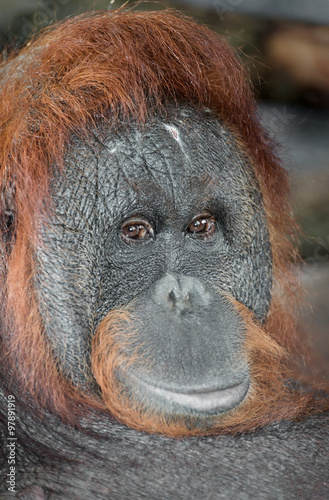 Portrait of an Orangutan