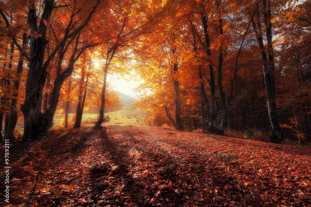Obraz premium Autumn colors forest at sunny day