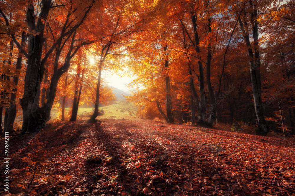 Autumn colors forest at sunny day