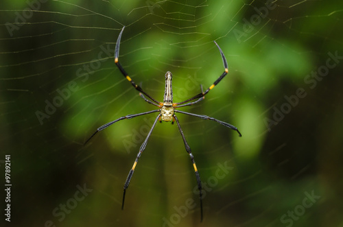 The golden web spider climbing on web on green background
