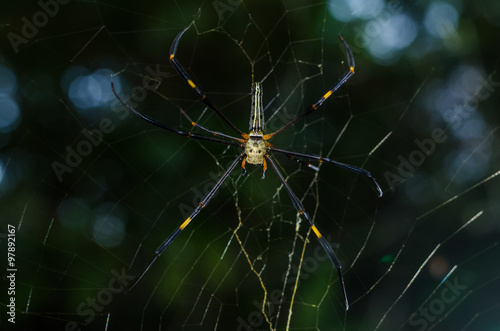 The golden web spider climbing on web on green background © HillLander