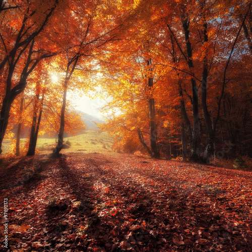Autumn colors forest at sunny day © Nickolay Khoroshkov
