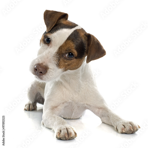 jack russel terrier