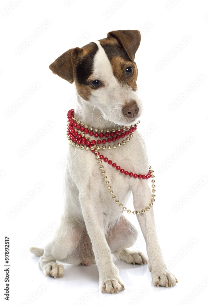 jack russel terrier