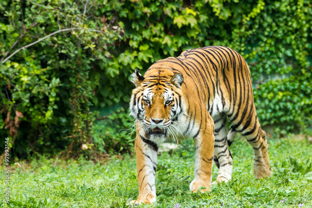 Tiger Tiger