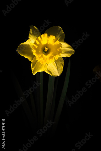 Yellow Daffodil Flower in the dark, illuminated by light, photographed at 30sec shutter speed. photo