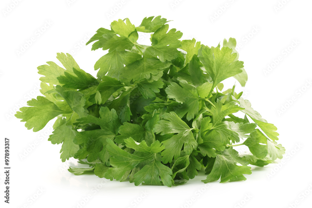 bunch of fresh parsley isolated bunch of fresh parsley isolated