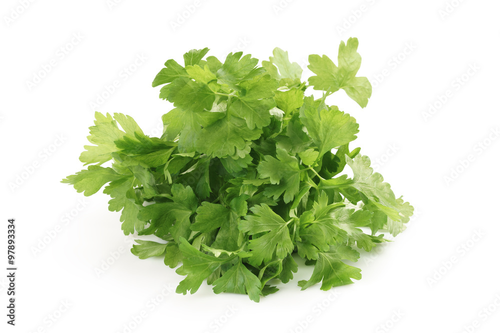 bunch of fresh parsley isolated bunch of fresh parsley isolated