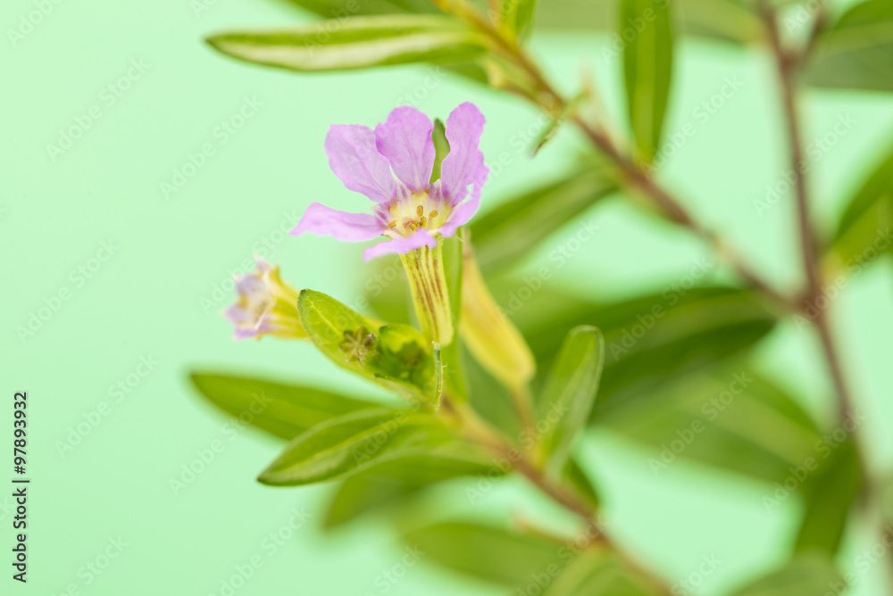 violet flowers violet flowers