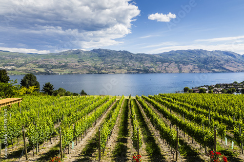 Summer Winery View