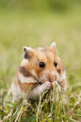 little hamster in the grass