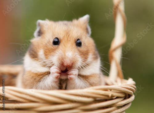 Little hamster in a basket