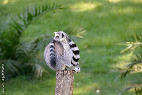 Lemur on wood