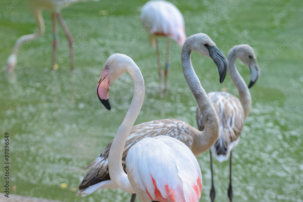 Flamingos Flamingos
