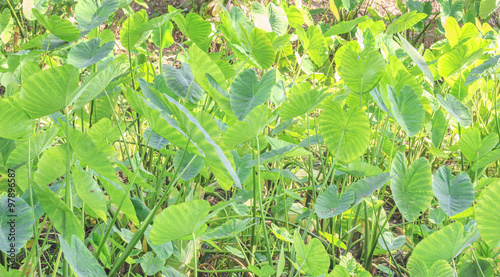 A field of taro plants