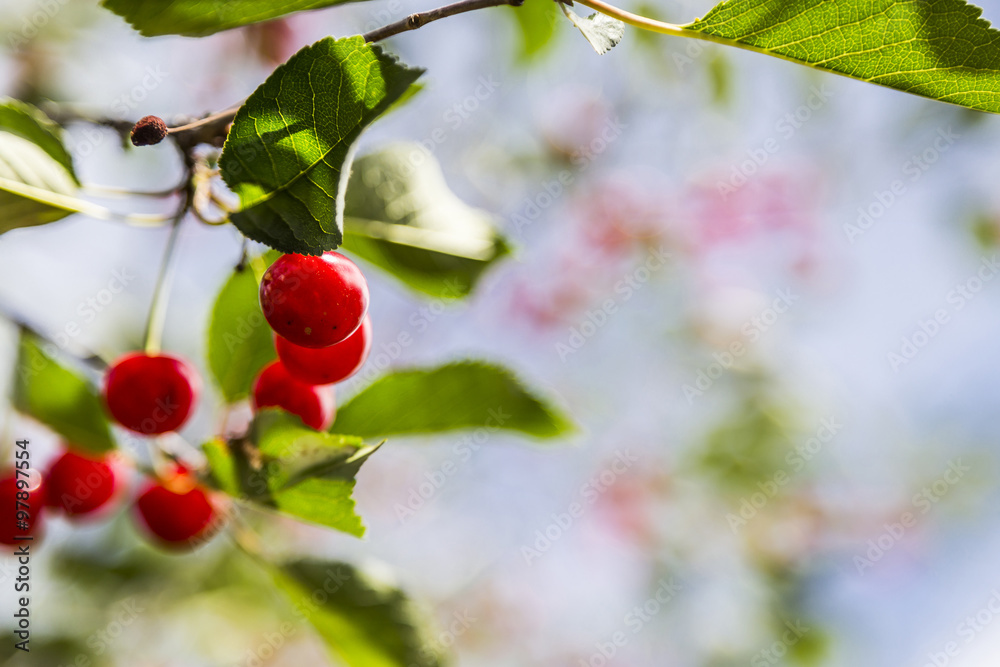 Sour Cherry Tree Closeup