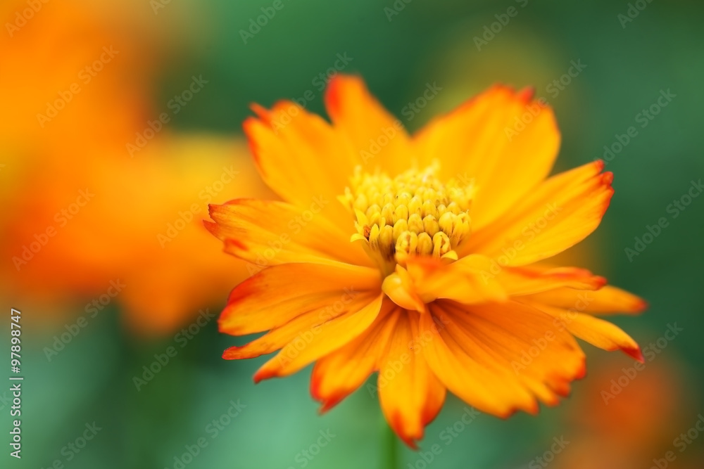 close up of yellow cosmos flower. close up of yellow cosmos flower.