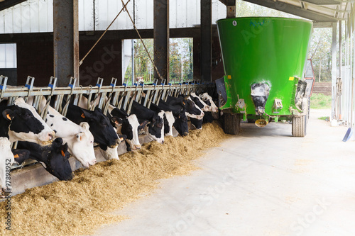 Cows in stable eating with green feed tanker photo