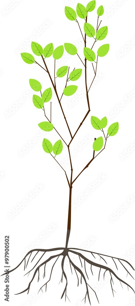 Obraz premium sapling with roots