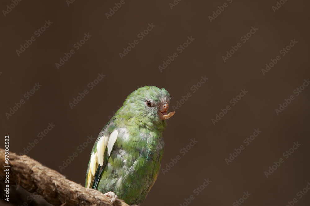 Obraz premium Close up of a parrot with an injured beak
