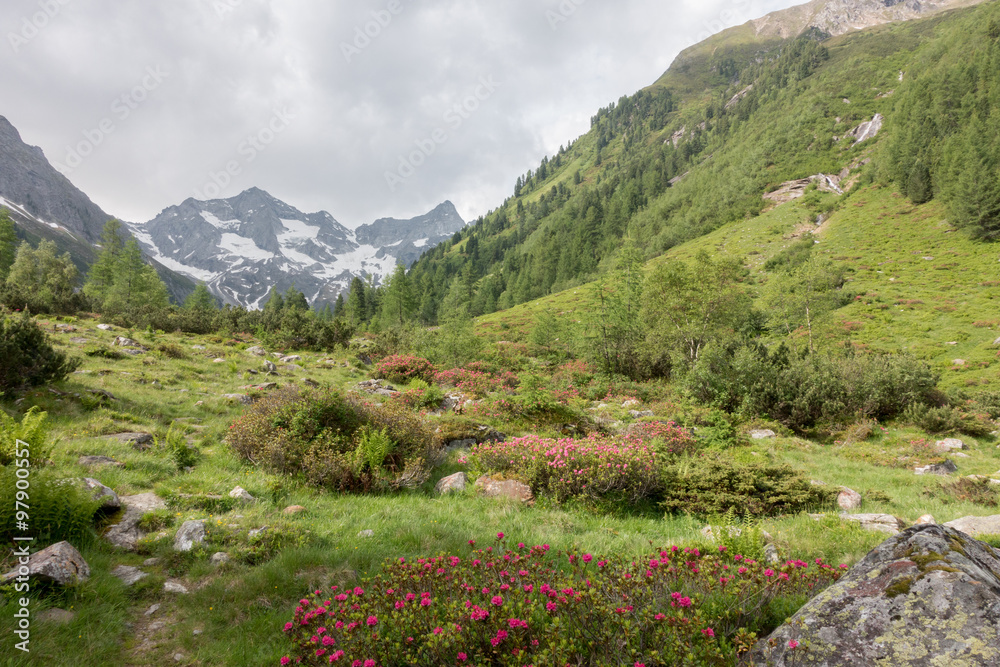 Hochgebirgstal mit Alpenrosen