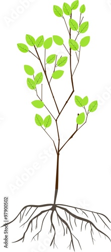 sapling with roots