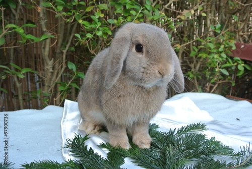 Lapin bélier nain lynx