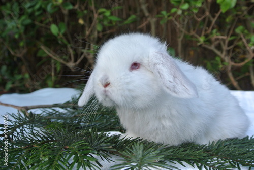 Bebe Lapin Nain Belier Russe Stock Photo Adobe Stock Bebe Lapin Nain Belier Russe Stock Photo Adobe Stock